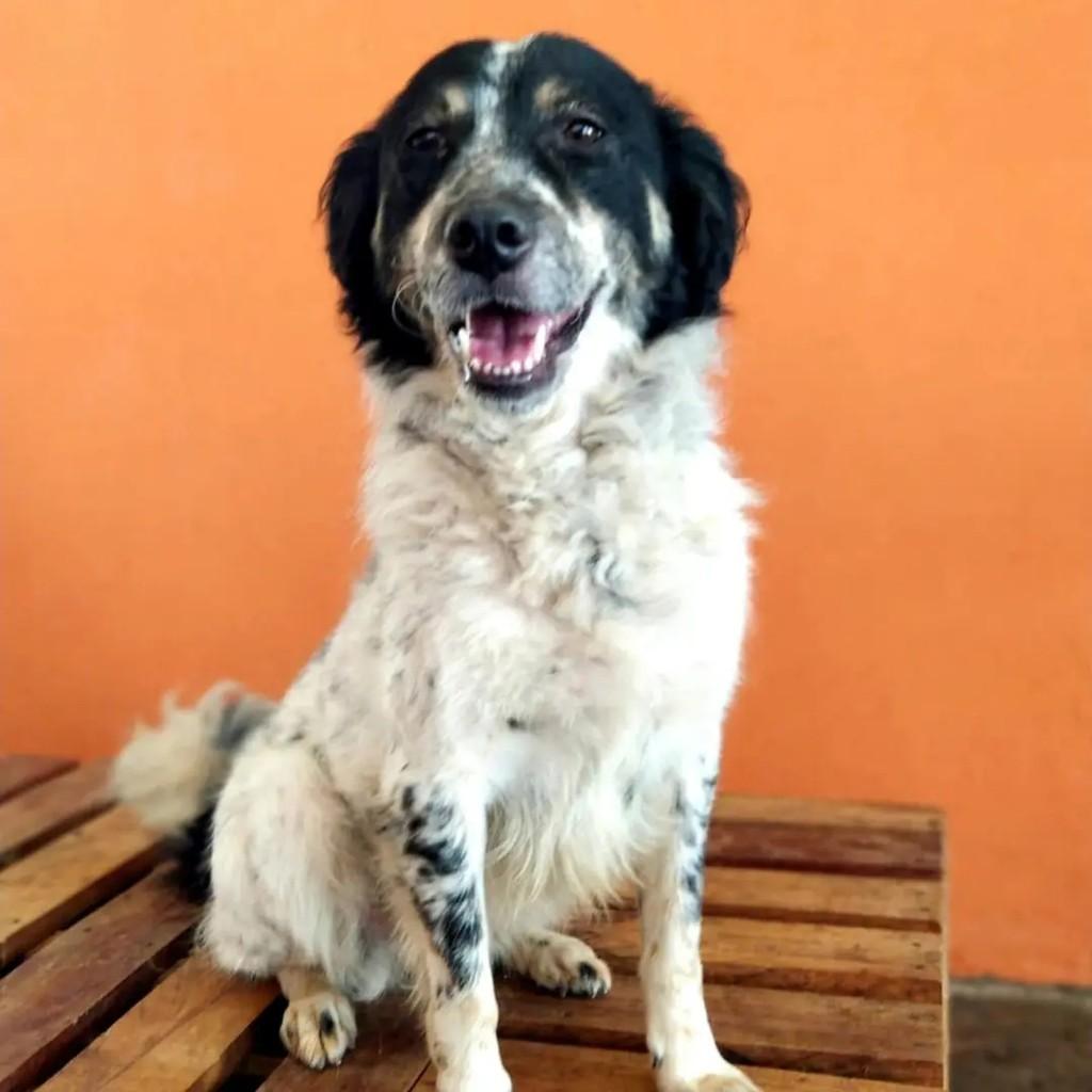 Julinha, cadela de porte médio para adoção em Guarulhos - SP — foto 5 de 6