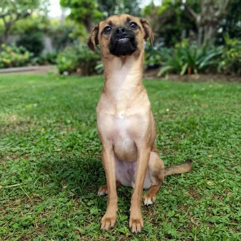 Tirolez, cachorro de porte médio para adoção em Guarulhos - SP — foto 2 de 5