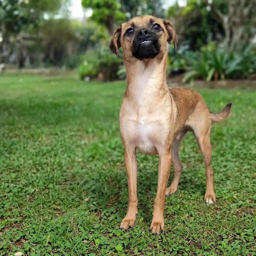Tirolez, cachorro de porte médio para adoção em Guarulhos - SP — foto 3 de 5