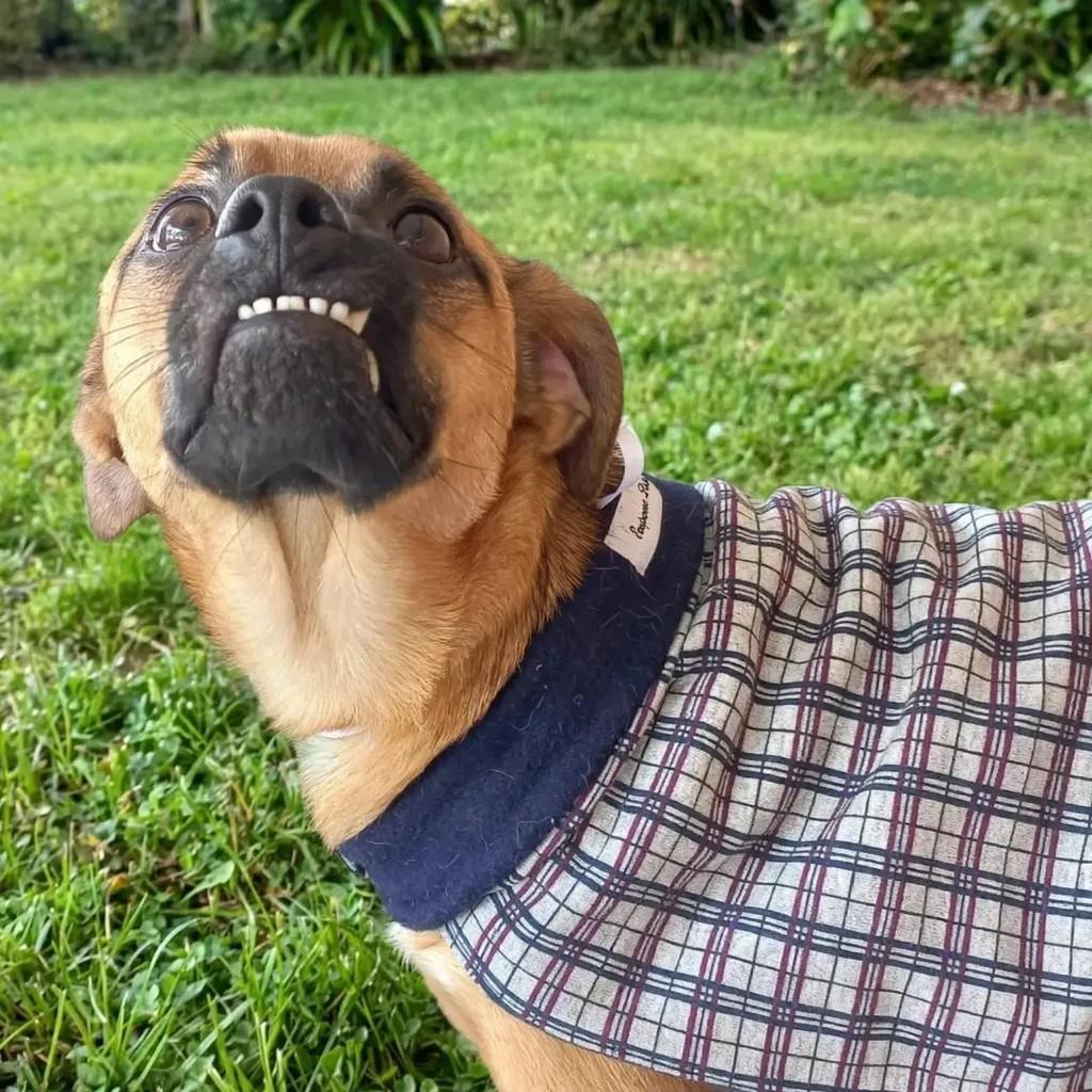 Tirolez, cachorro de porte médio para adoção em Guarulhos - SP — foto 4 de 5