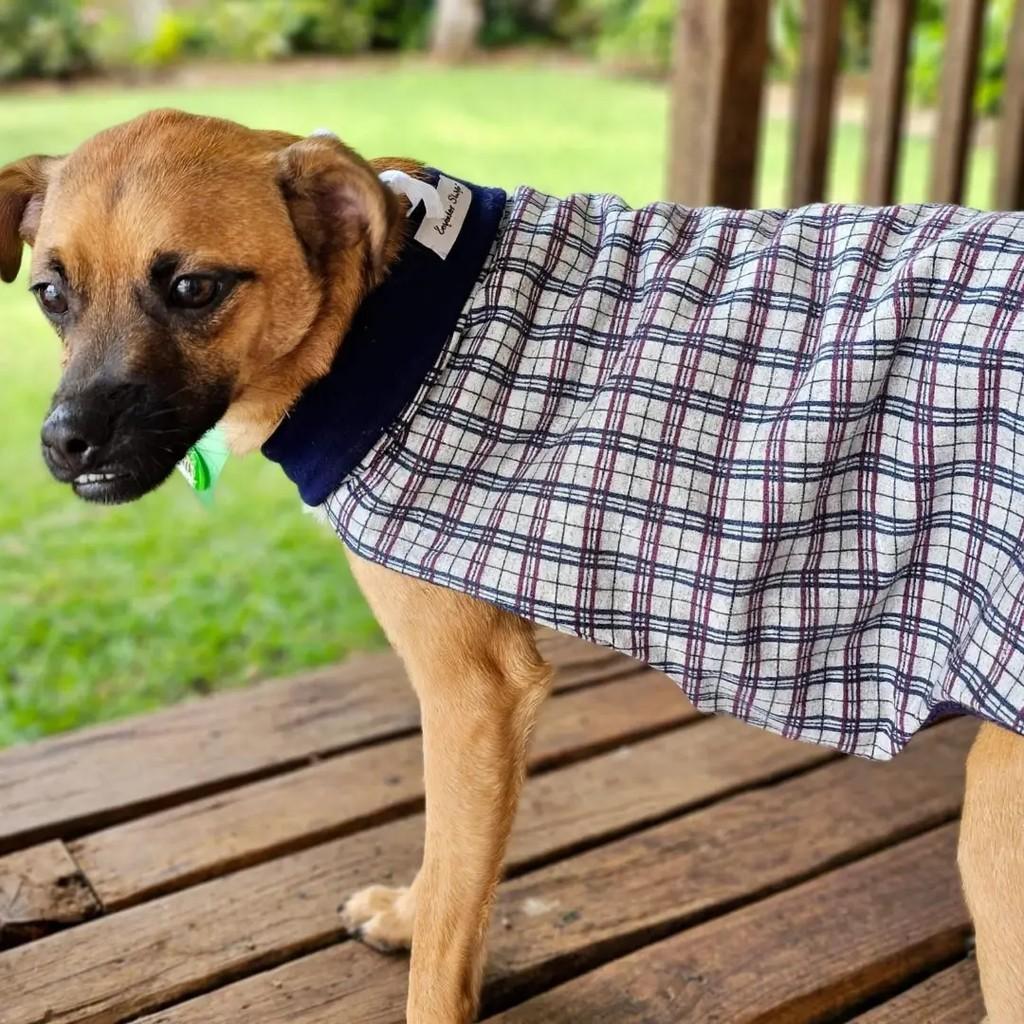 Tirolez, cachorro de porte médio para adoção em Guarulhos - SP — foto 5 de 5