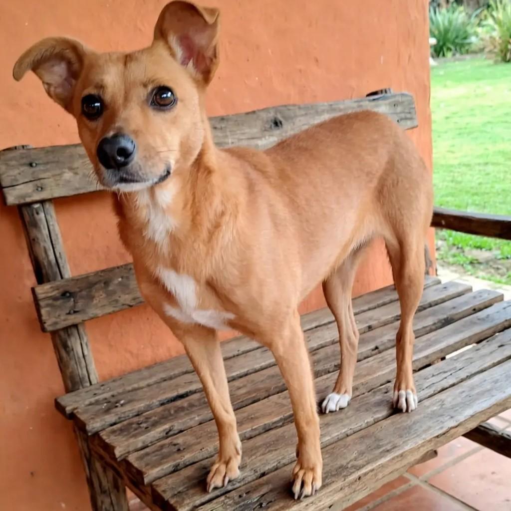 Sofia, cadela de porte médio para adoção em Guarulhos - SP