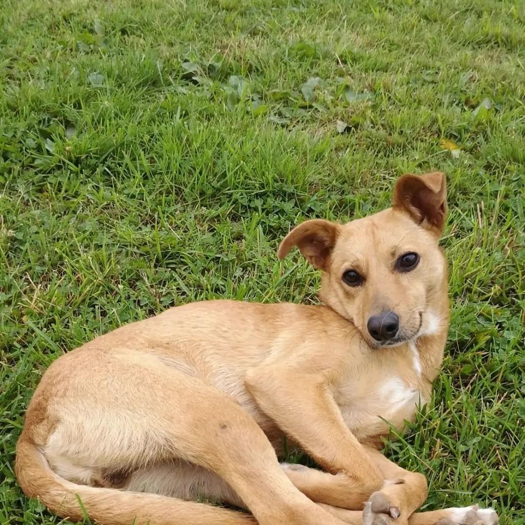 Sofia, cadela de porte médio para adoção em Guarulhos - SP — foto 2 de 7