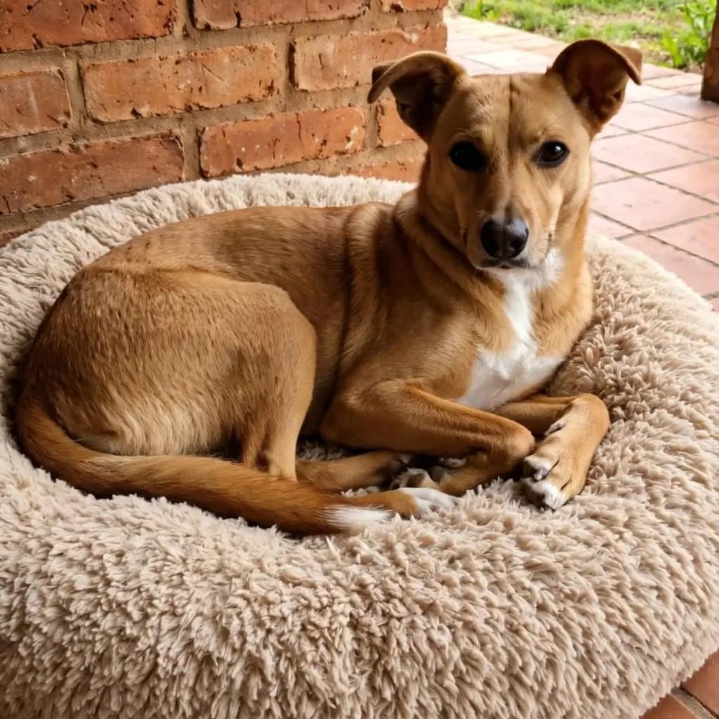 Sofia, cadela de porte médio para adoção em Guarulhos - SP — foto 4 de 7