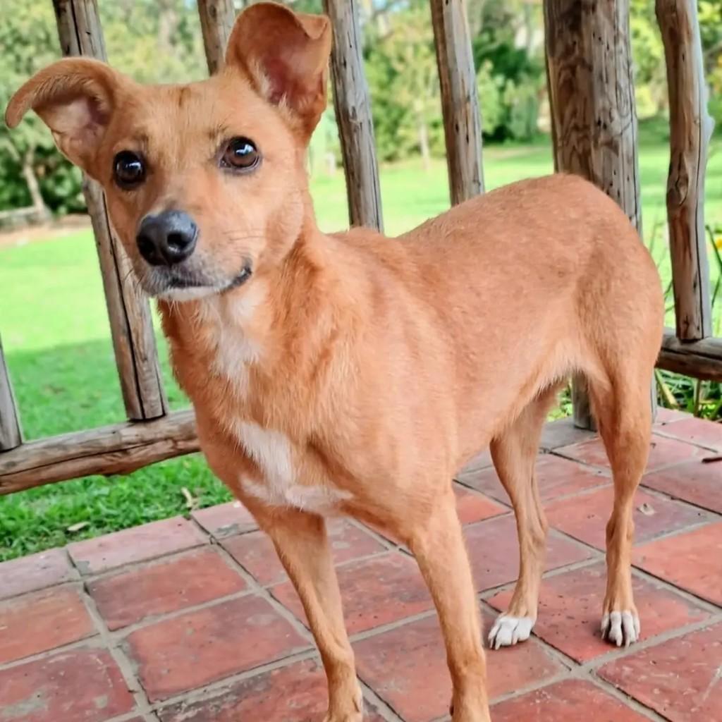Sofia, cadela de porte médio para adoção em Guarulhos - SP — foto 5 de 7