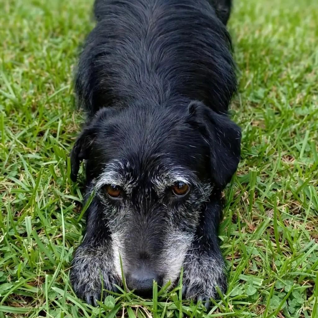 Bradock, cachorro de porte médio para adoção em Guarulhos - SP — foto 4 de 4