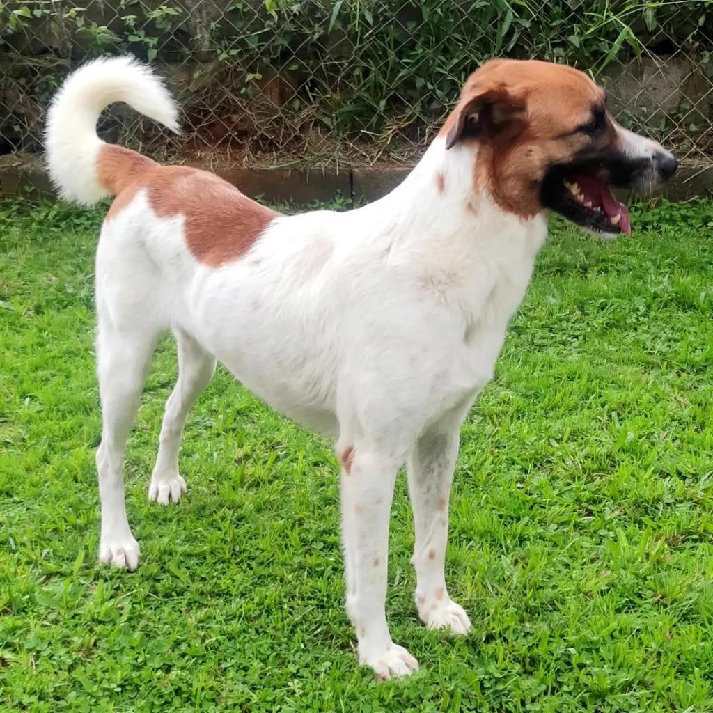 Jade, cadela de porte grande para adoção em Guarulhos - SP — foto 4 de 6