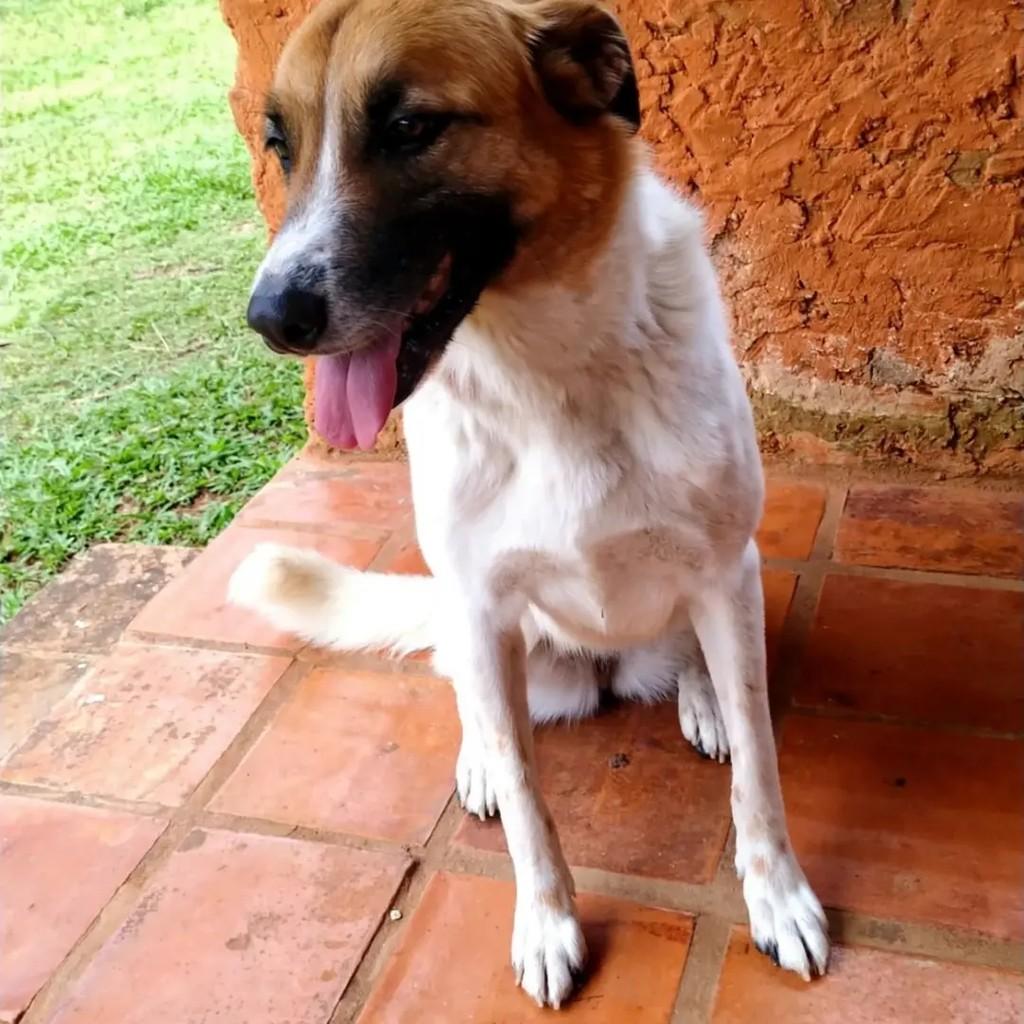 Jade, cadela de porte grande para adoção em Guarulhos - SP — foto 5 de 6