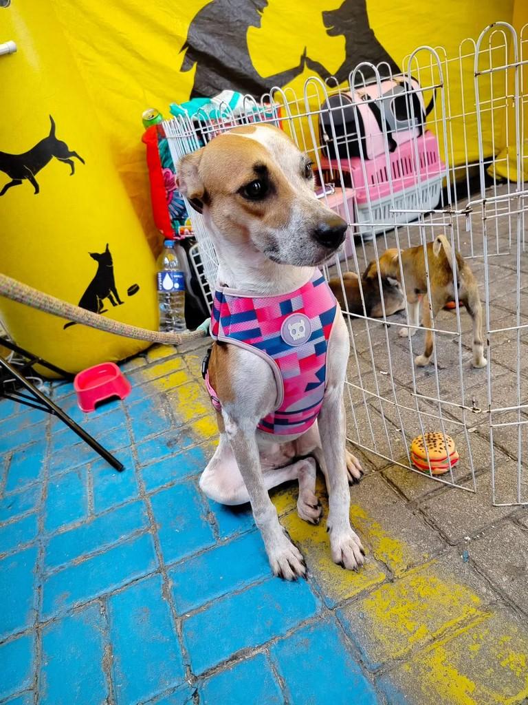Luna, cadela de porte pequeno para adoção em Fortaleza - CE