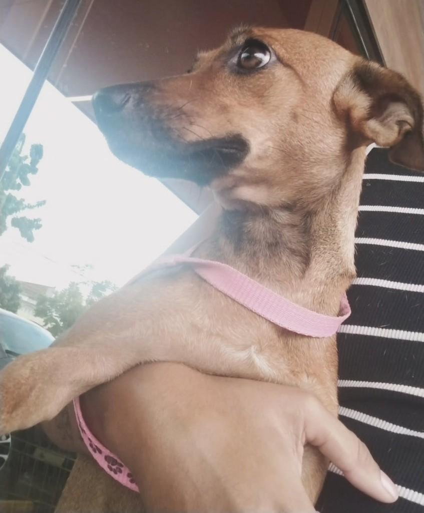 Lindinha, cadela de porte pequeno para adoção em Fortaleza - CE