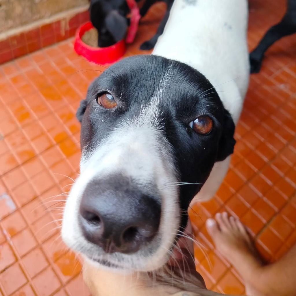 Ceará, cachorro de porte médio para adoção em Fortaleza - CE