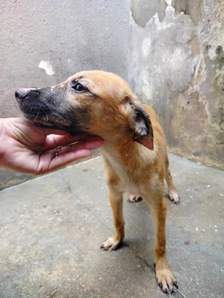 Ruth, cadela de porte pequeno para adoção em Fortaleza - CE