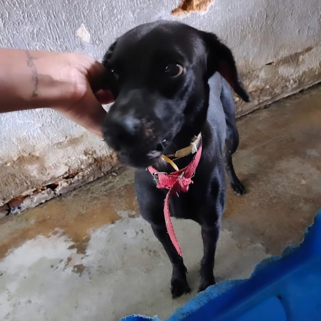 Nega, cadela de porte médio para adoção em Fortaleza - CE