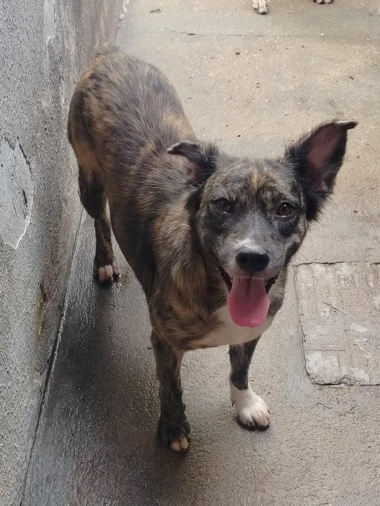 Zara, cadela de porte pequeno para adoção em Fortaleza - CE