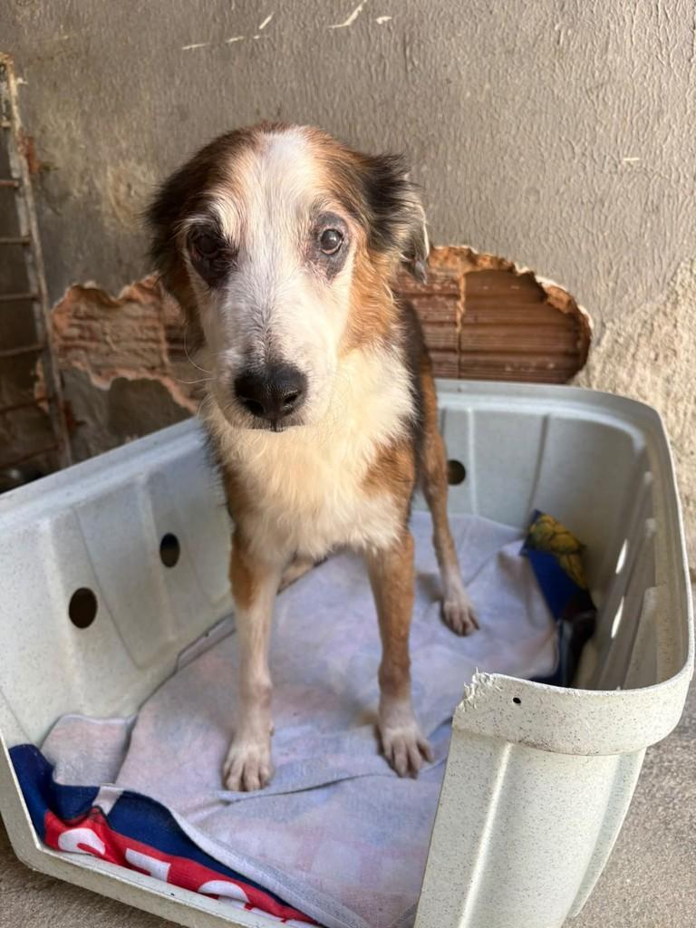 Leão, cachorro de porte pequeno para adoção em Fortaleza - CE