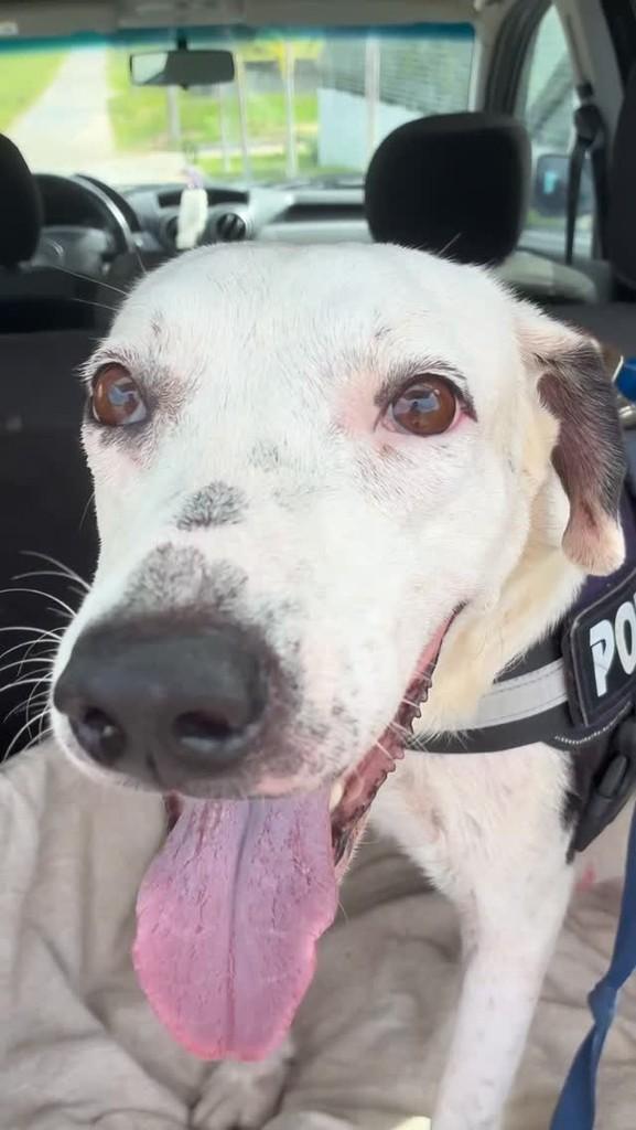 Uma, cachorro de porte grande para adoção em Tibau do Sul - RN
