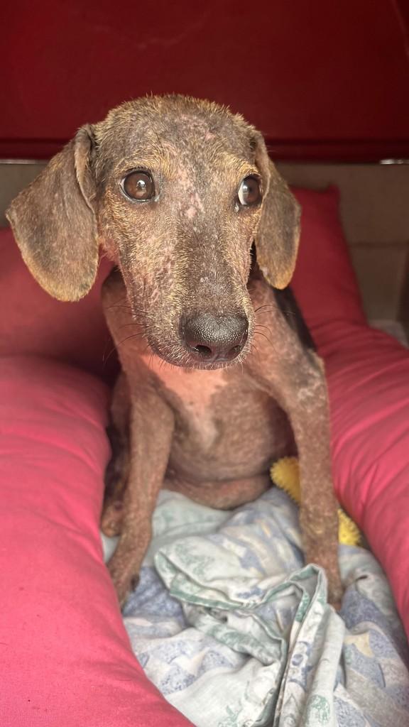 Ayla, cachorro de porte pequeno para adoção em Tibau do Sul - RN
