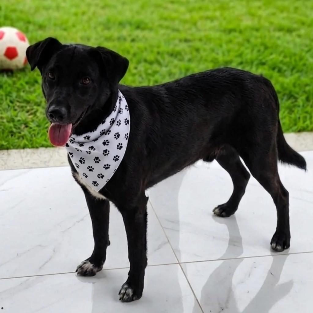 Pretão, cachorro de porte médio para adoção em Canoas - RS