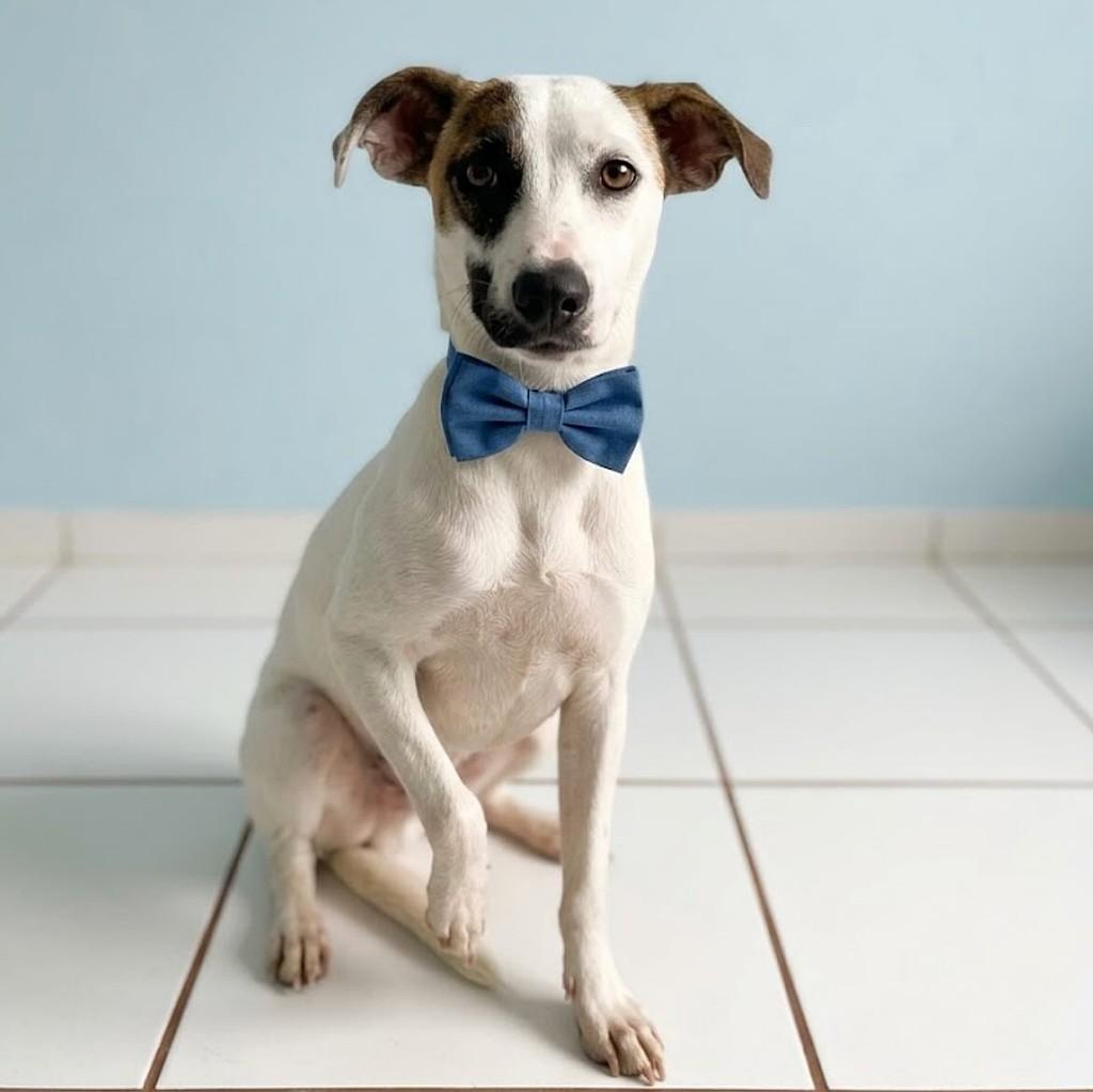 Leôncio, cachorro de porte médio para adoção em Canoas - RS