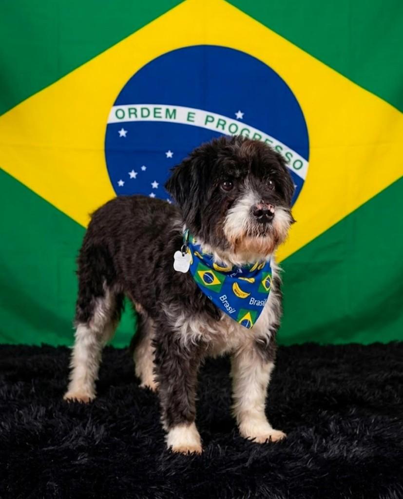 BoB, cachorro de porte pequeno para adoção em Canoas - RS