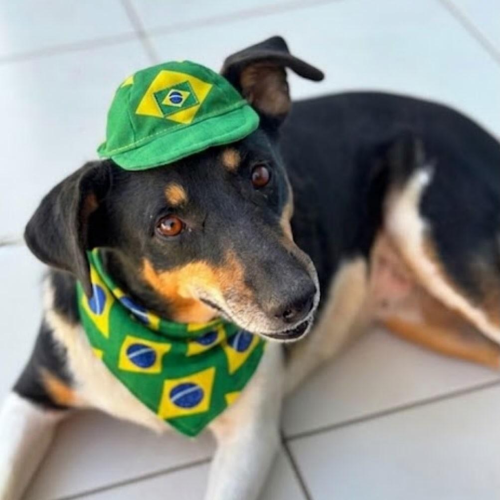 Minnie, cachorro de porte médio para adoção em Canoas - RS