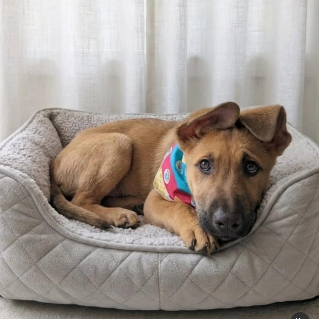 Baixinho, cachorro de porte pequeno para adoção em Canoas - RS