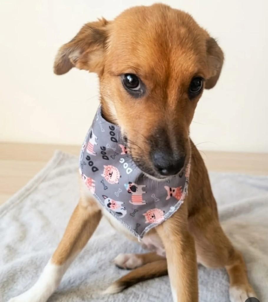 Bidu, cachorro de porte pequeno para adoção em Canoas - RS