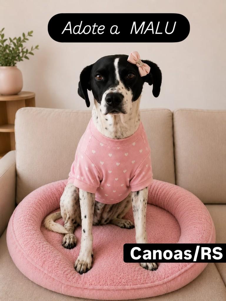 Malu, cachorro de porte médio para adoção em Canoas - RS