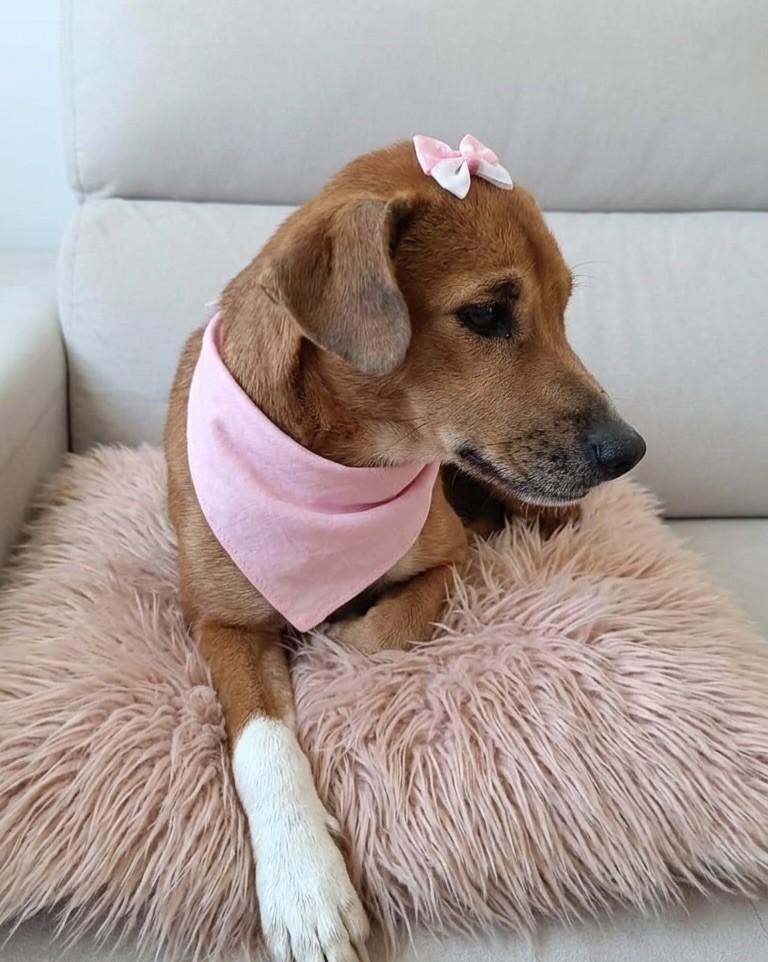 Maria, cadela de porte pequeno para adoção em Cachoeirinha - RS