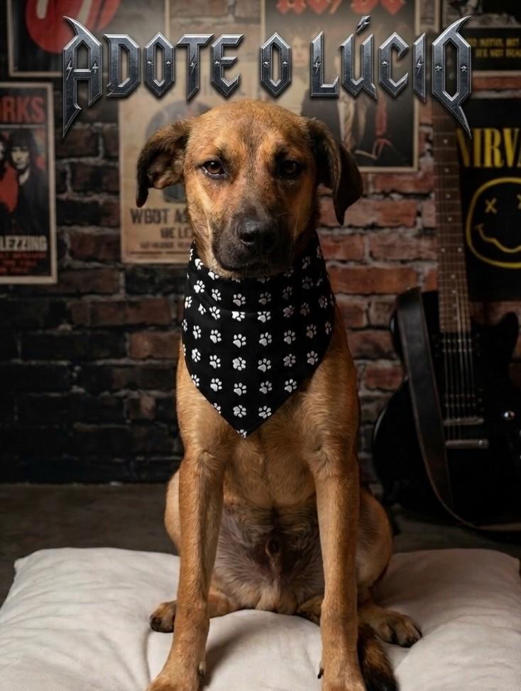 Rockeiro, cachorro de porte médio para adoção em Canoas - RS