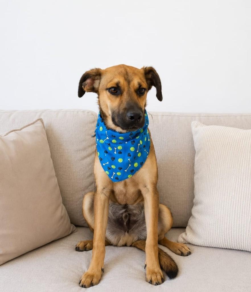 Lúcio, cachorro de porte médio para adoção em Cachoeirinha - RS