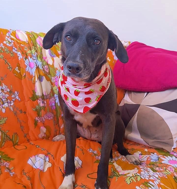 Sofia, cachorro de porte médio para adoção em Cachoeirinha - RS