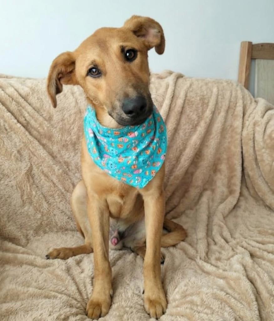 Bidu, cachorro de porte grande para adoção em Canoas - RS