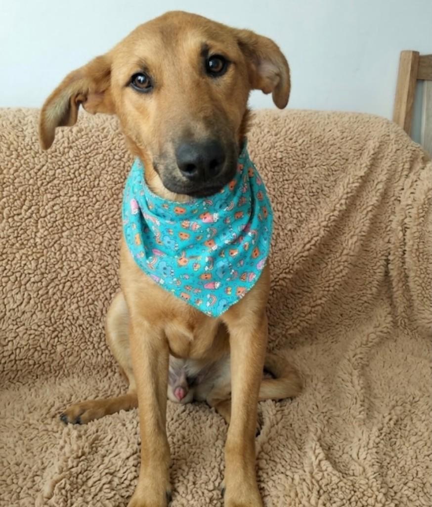Bidu, cachorro de porte grande para adoção em Canoas - RS — foto 2 de 2