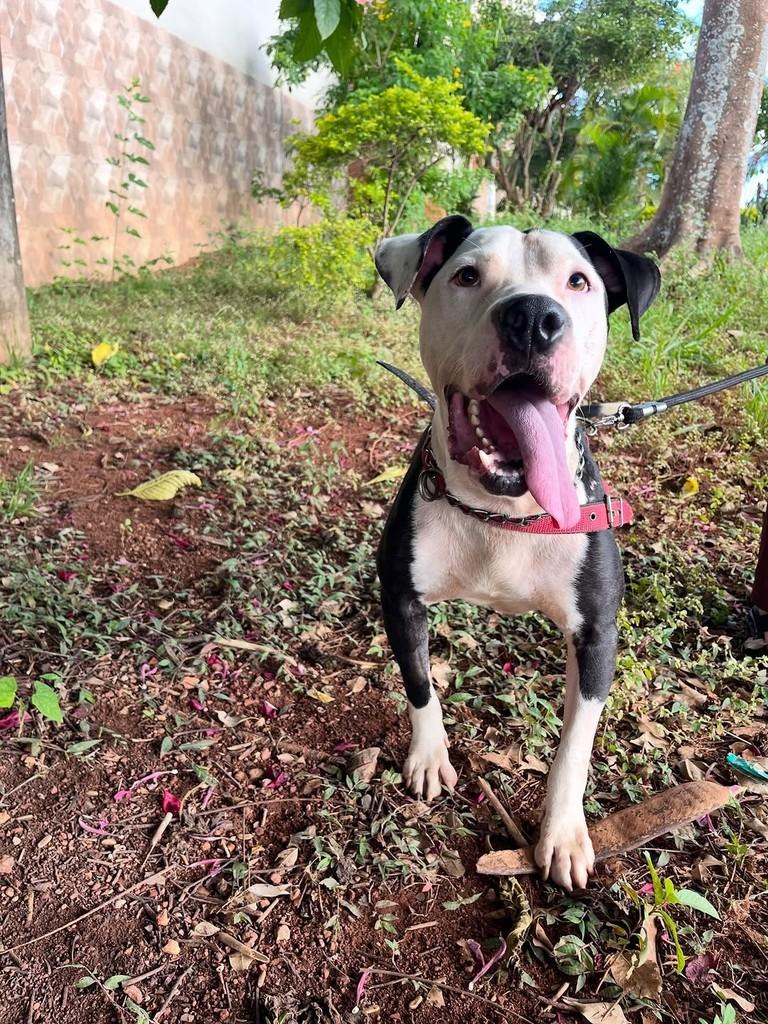 Jonny, cachorro de porte grande para adoção em Brasília - DF
