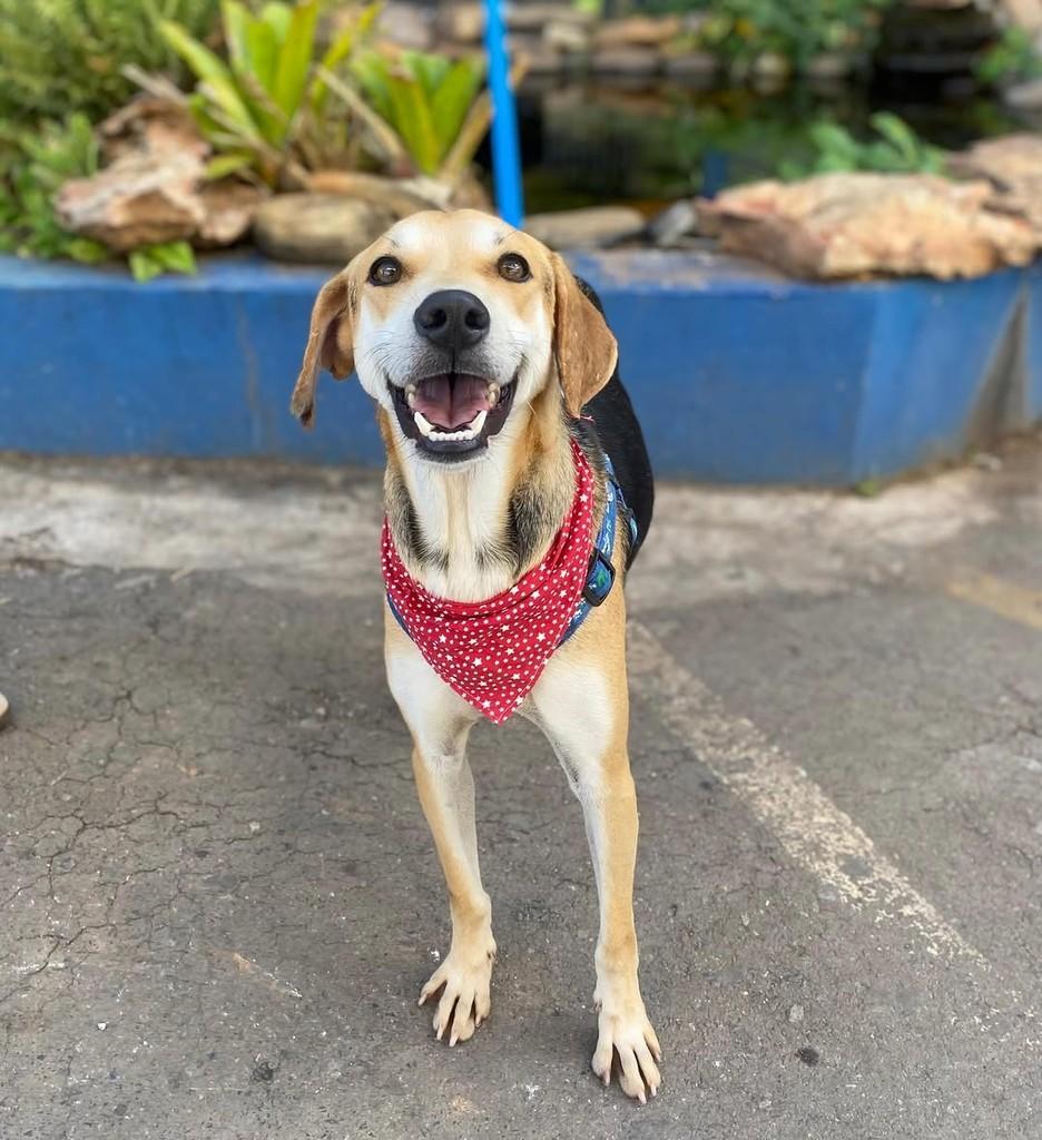 Fefê, cachorro de porte médio para adoção em Brasília - DF