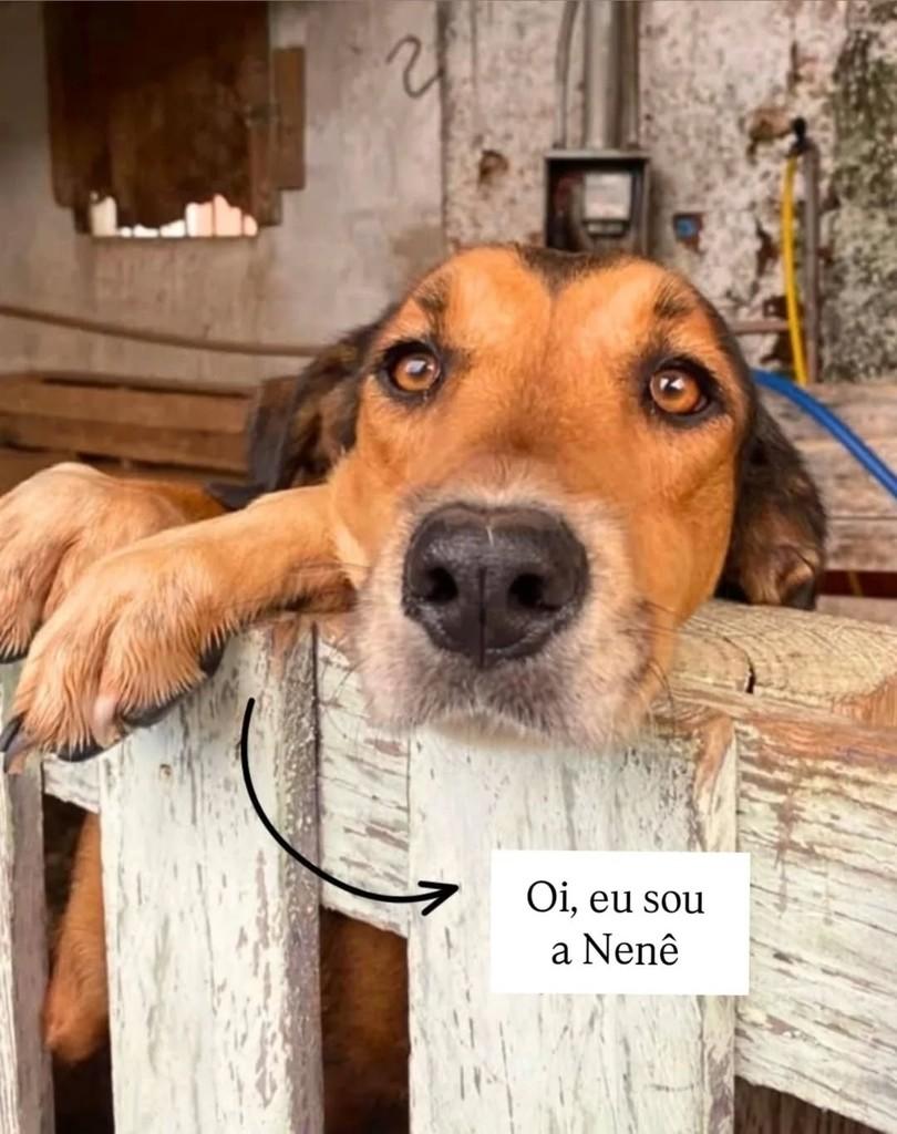 Nenê, cadela de porte médio para adoção em Brasília - DF