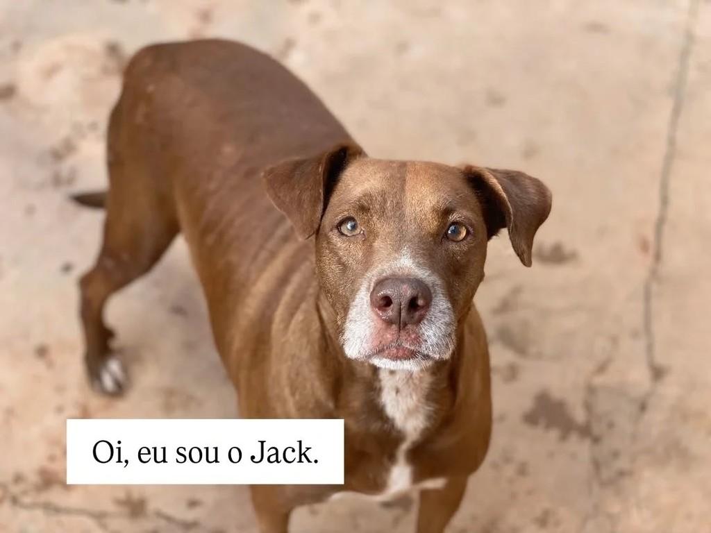 Jack, cachorro de porte médio para adoção em Brasília - DF