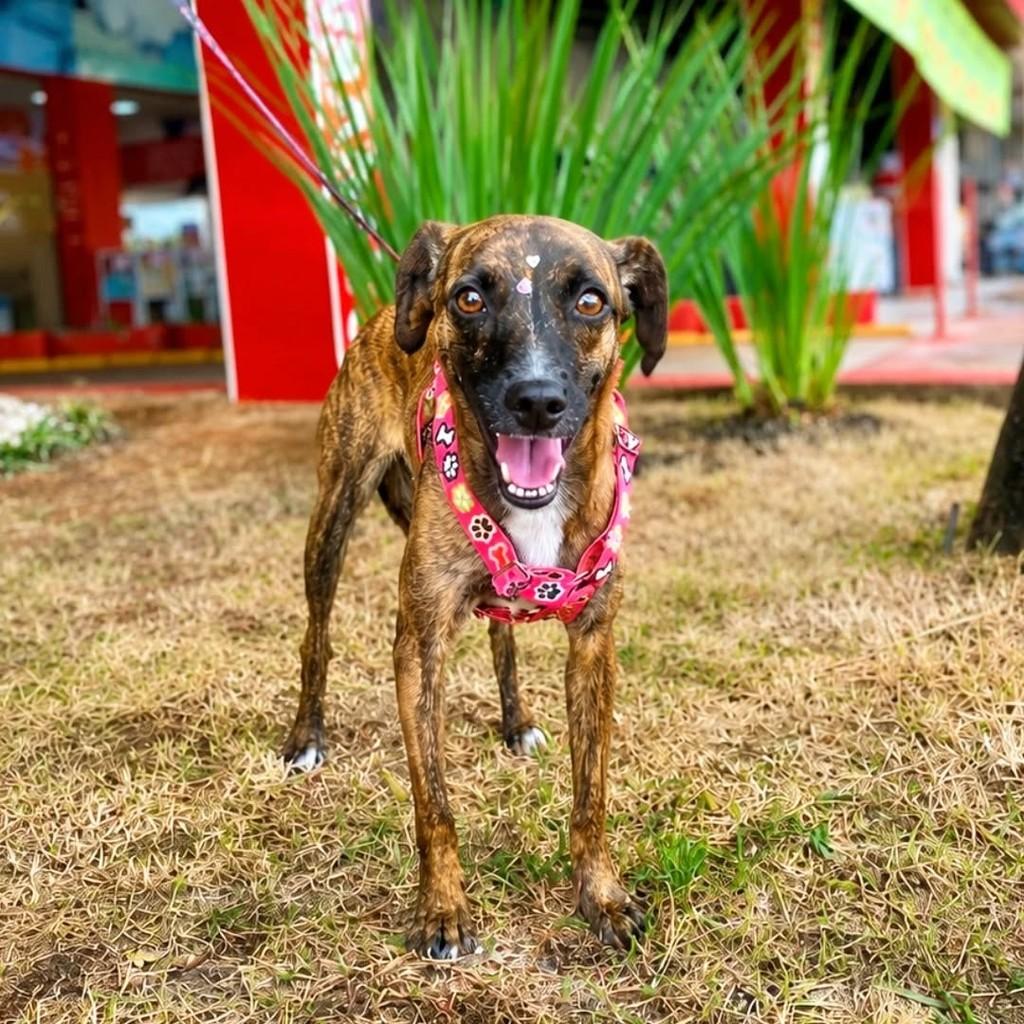 Belinha, cadela de porte pequeno para adoção em Brasília - DF