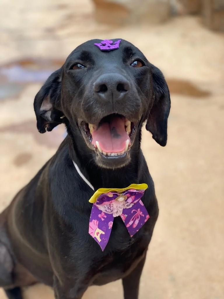 Luna, cadela de porte médio para adoção em Brasília - DF