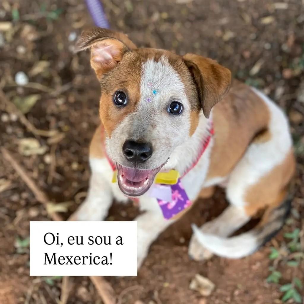 Mexerica, cadela de porte médio para adoção em Brasília - DF