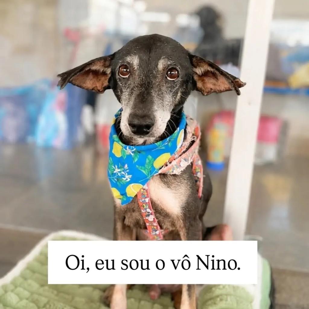 Vô Nino, cachorro de porte pequeno para adoção em Brasília - DF