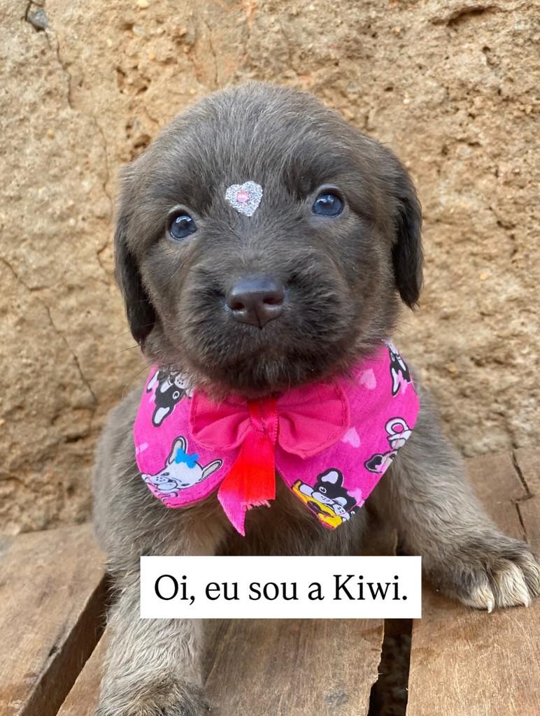 Kiwi, cadela de porte pequeno para adoção em Brasília - DF