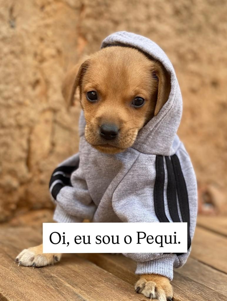 Pequi, cachorro de porte médio para adoção em Brasília - DF