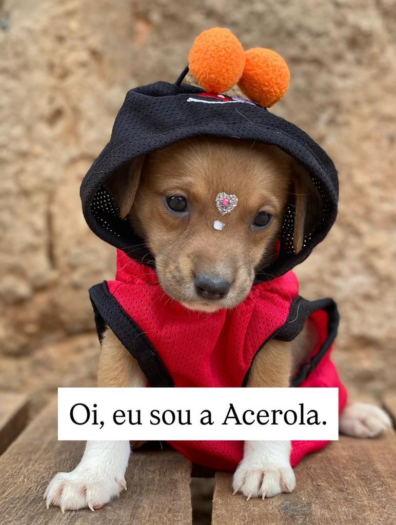 Acerola, cadela de porte pequeno para adoção em Brasília - DF