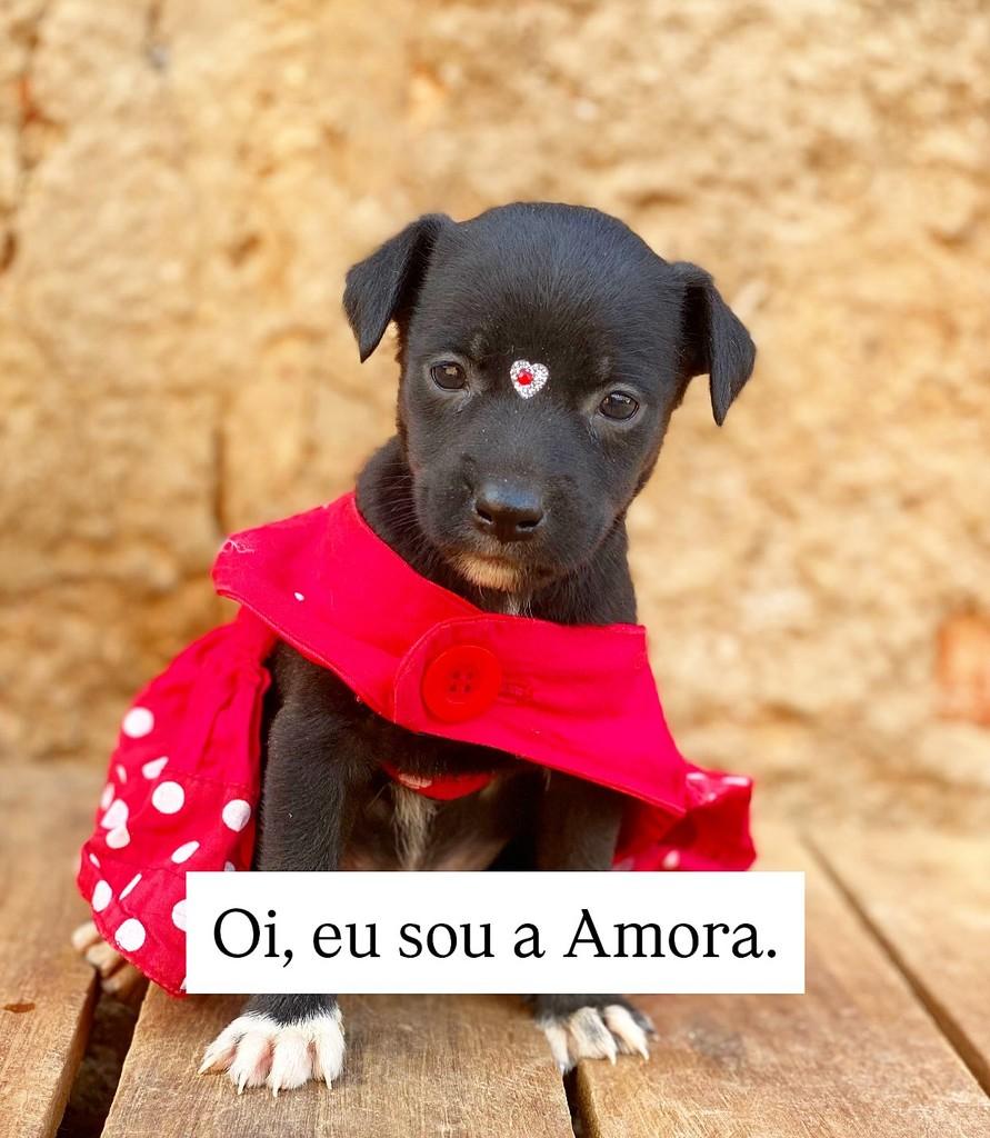 Amora, cadela de porte pequeno para adoção em Brasília - DF