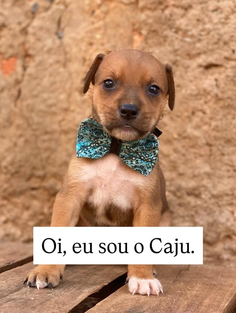 Caju, cachorro de porte pequeno para adoção em Brasília - DF