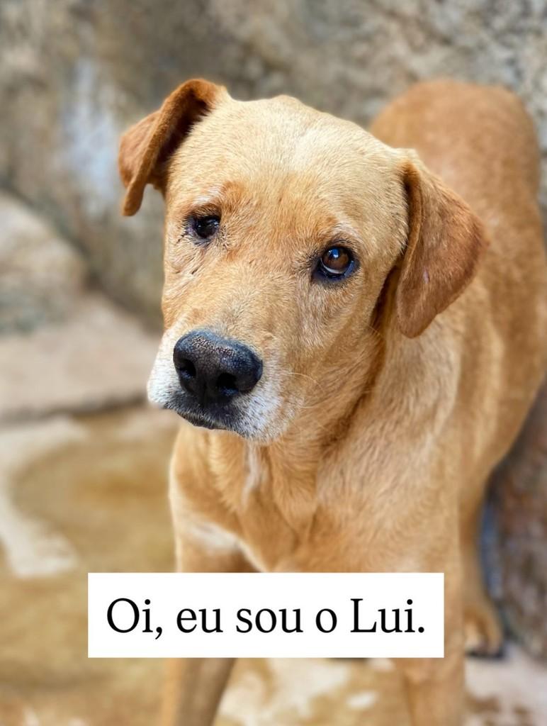 Lui, cachorro de porte médio para adoção em Brasília - DF