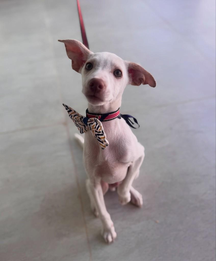 Bidu, cachorro de porte médio para adoção em Brasília - DF