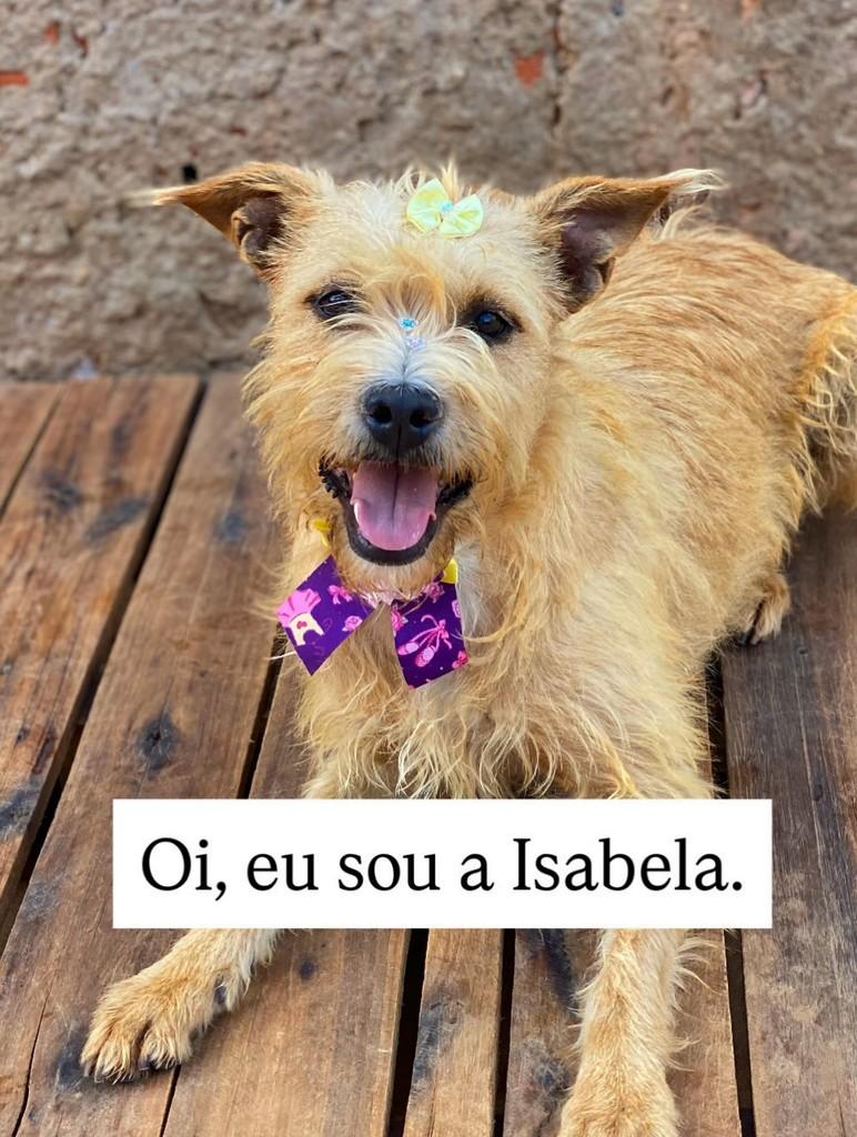Isabela, cadela de porte médio para adoção em Brasília - DF